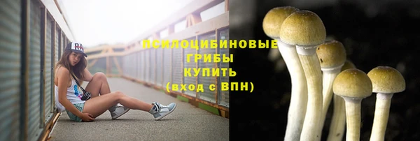 крисы Абаза